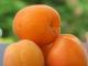 Deux recettes simples pour les derniers abricots..  A la manière d'un far revisité et en Pithiviers..