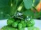 C'est la fête des petits pois :  épisode deux, version Jean Sulpice "Biscuits de parmesan et petits pois croquants" et en prime, cours de cuisine à la montagne .