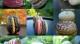 Les macarons : la synthèse des recettes : janvier 2008
