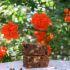 Brownies au chocolat noir