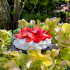 Pavlova aux fraises