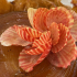 La pomme tatin de PJ Quinonero