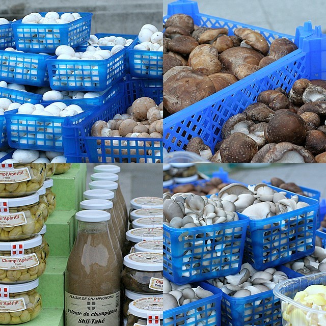 champignons1.jpg