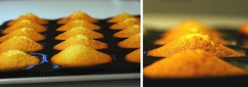 madeleines.jpg