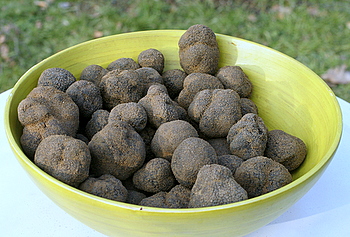 truffes__2_.JPG